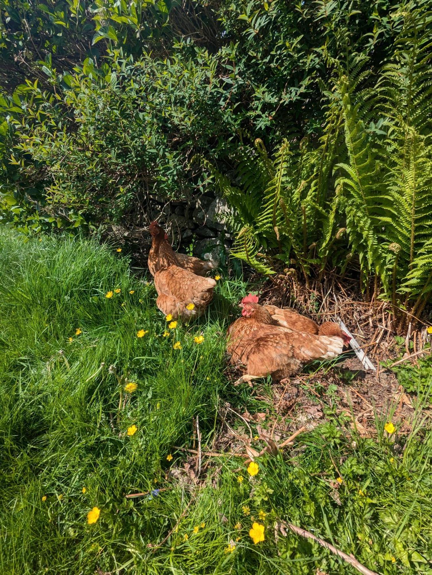 Pandy Farm - Waen Fechan Dolgellau Εξωτερικό φωτογραφία