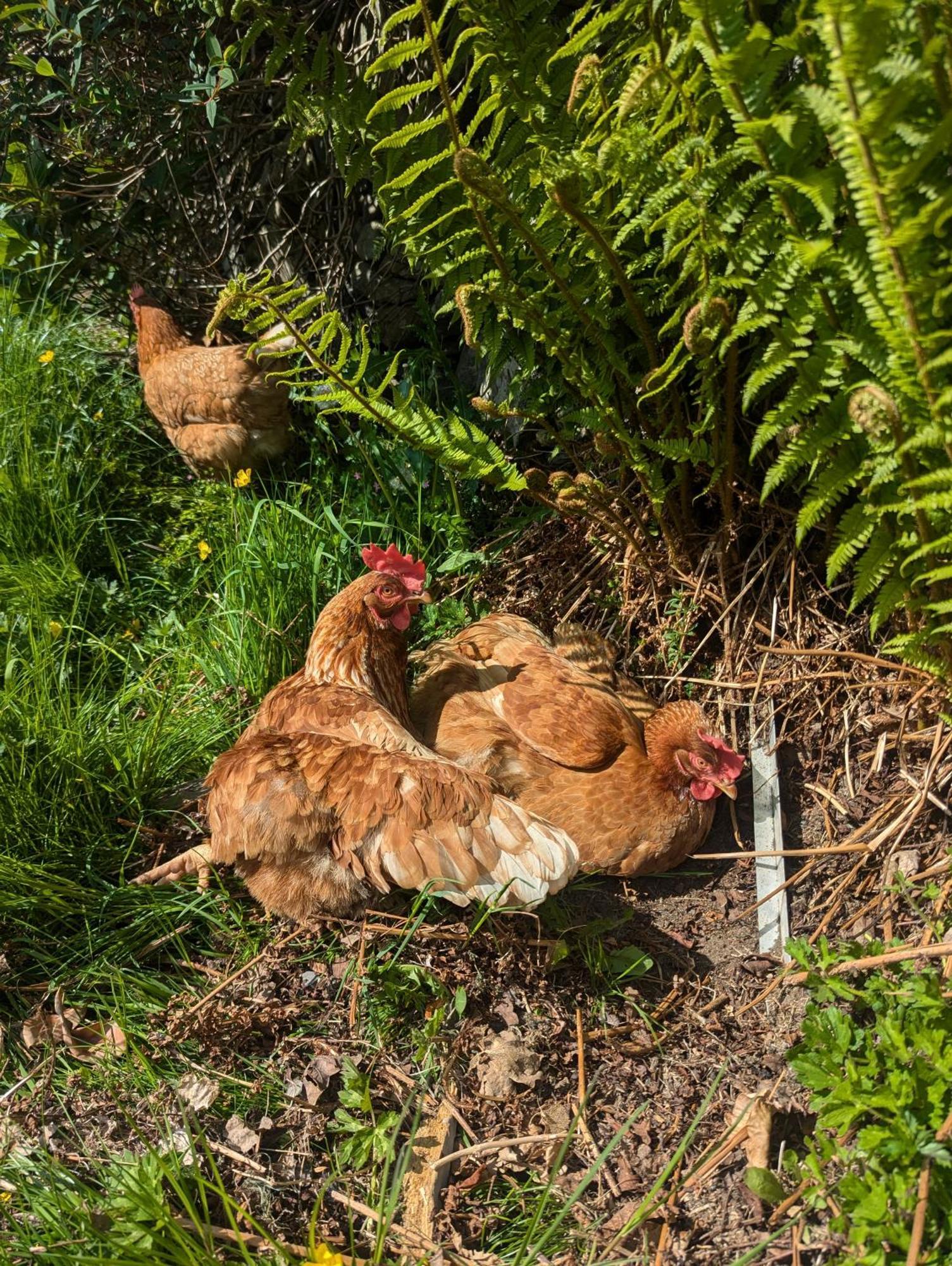 Pandy Farm - Waen Fechan Dolgellau Εξωτερικό φωτογραφία